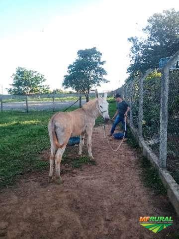 filhote de cavalo com jumenta|CRUZA JUMENTA COM CAVALO